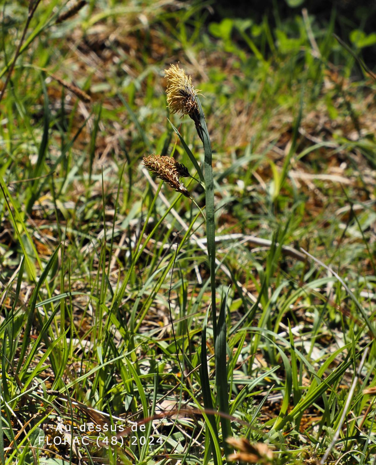 Sedge, Glaucous plant